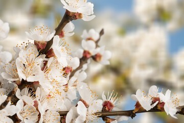 Beautiful flowers with green leaves on background