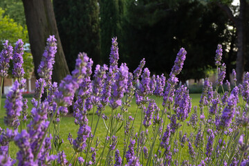 purple lavender flowers in spring in the wild