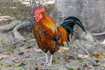 A multi-colored rooster stands by a tree