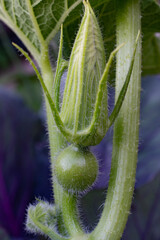 カボチャの赤ちゃん