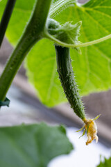 きゅうりの赤ちゃん