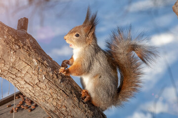 Naklejka na ściany i meble a fluffy squirrel sits on a tree in winter