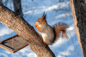 fluffy squirrel eats a nut sitting on a tree in winter