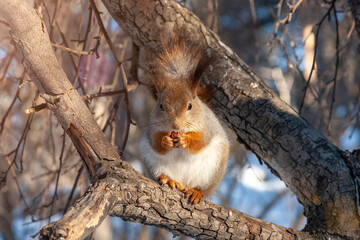Naklejka na ściany i meble fluffy squirrel eats a nut sitting on a tree in winter