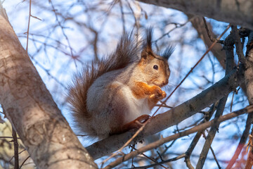 Naklejka na ściany i meble fluffy squirrel eats a nut sitting on a tree in winter