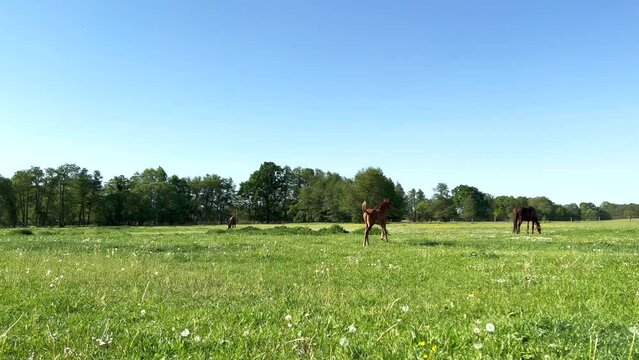 Young foal gallops away in great leaps in a spacious green paddock during spring