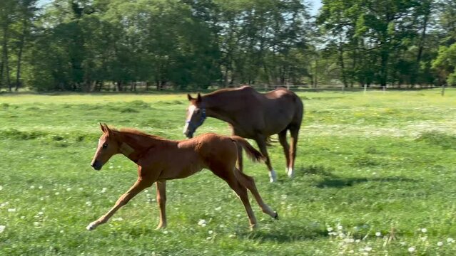 Young impetuous foal gallops around the grazing mare in a spacious green paddock during spring. Animal in action 
