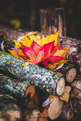 autumn leaves on a fire