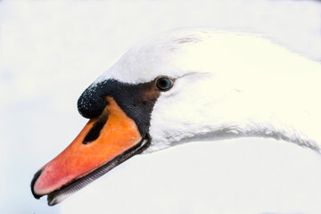 Macro swan headshot
