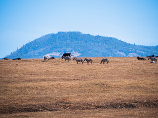 Obraz premium Wild Zebras Grazing Alongside Cattle in California