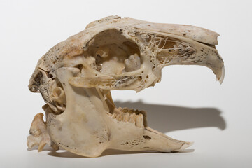 Skull of a hare on a white background. Rodent - (Lepus timidus). The bones of the head of the...