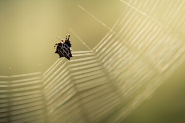Macro spider on web