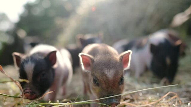 Funny little piglet breed of lop-bellied on a backyard of agricultural farm. Growing livestock is a traditional direction of agriculture. Animal husbandry