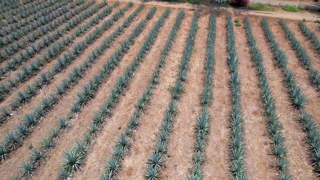 Blue agave plantation in the field to make tequila aerial view