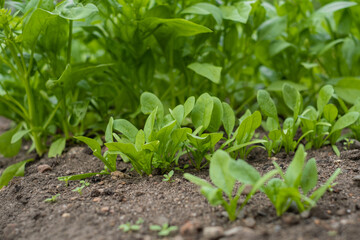Focus at young greens cos spinach on foreground are growing in organic nursery plot