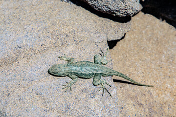 Sand Lizard