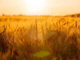 wheat Ukrainian field during sunset.