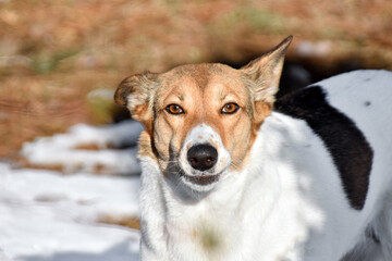 dog smiling while looking at the camera. dog portrait