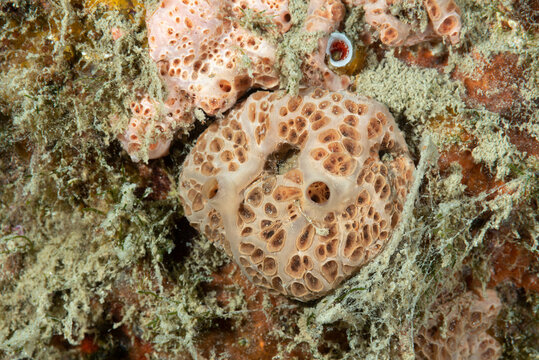 Spugna hemimycale columella tra idrozoii