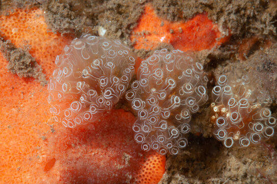 Colonia di ascidie, del genere Clavelina, su rocce