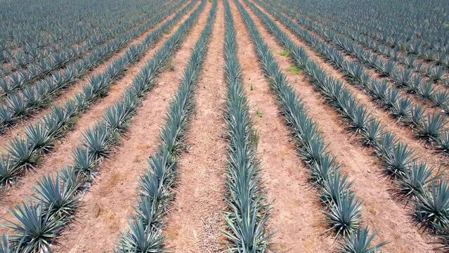 Blue agave plantation in the field to make tequila aerial view