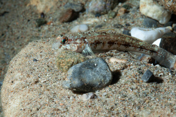 Ghiozzo variegato, Gobius roulei, fermo sopra ad un sasso