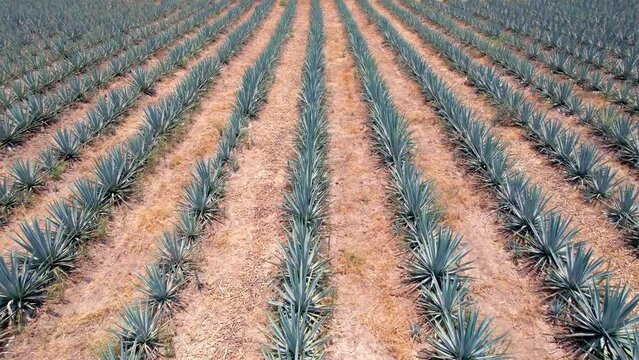 Blue agave plantation in the field to make tequila aerial view