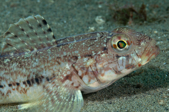 Primo piano di ghiozzo geniporo, Gobius geniporus, fermo sulla sabbia