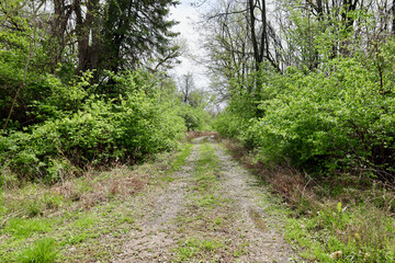 Naklejka na ściany i meble Gravel path on a farm in the woods