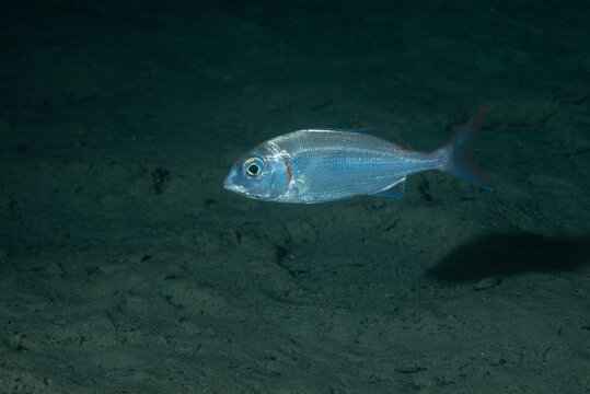 Pagello mente nuota vicino al fondo limoso