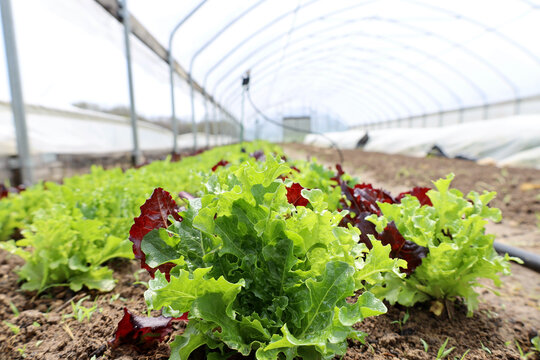 Rows of lettuce in farm greenhouse