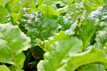 Fresh lettuce growing in a field