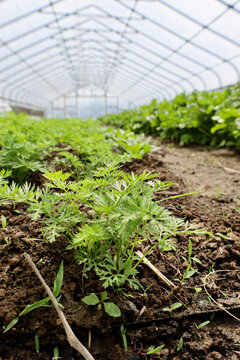 Vegetables growing in a farm greenhouse