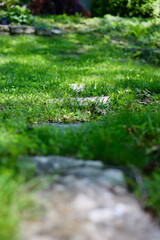 Stepping stones on green grass