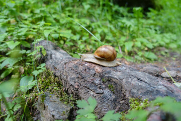 Schnecke auf einem Holzstück