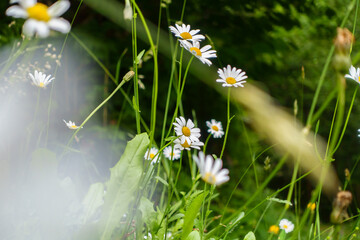 Margeriten mit grünen dunklen Hintergrund