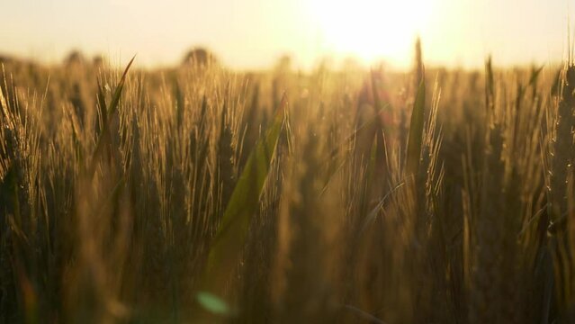 wheat Ukrainian field during sunset.