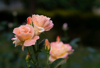 Pinkish roses blossom with bokeh background.