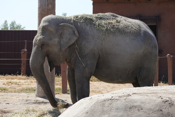 Fototapeta premium African Elephant (Scientific Name: Loxodonta)