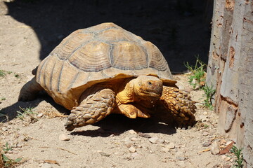 African Spurred Tortoises (Scientific Name: Centrochelys sulcata)