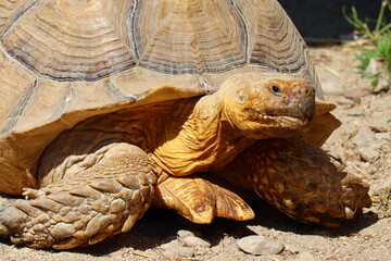 African Spurred Tortoises (Scientific Name: Centrochelys sulcata)