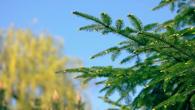 Spruce tree branch with young cones on the background of blue sky. Evergreen coniferous tree growing in the park.