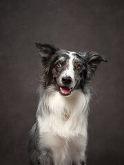 portrait of a funny border collie on a brown background canvas. Adorable pet in the studio