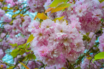 Cherry blossoms in England in spring.
