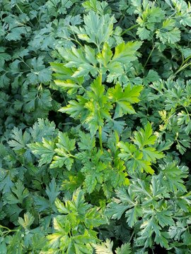 green leaves background