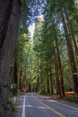 Avenue of the Giants, Humboldt State Park, California