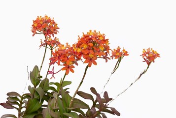 Orange epidendrum orchid blossoms against a white background