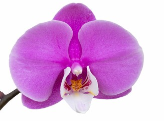 Pink phalaenopsis flower against a white background