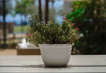 beautiful flowers on the table