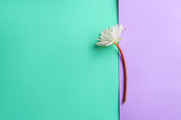 Delicate lotus flower on color background
